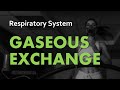 Gaseous Exchange in the Respiratory System