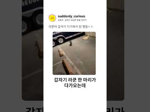 라쿤이 갑자기 다가와서 한 행동