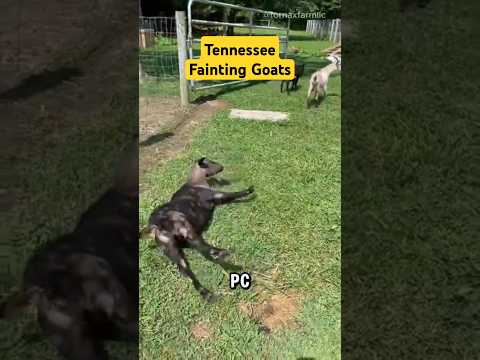 Tennessee Fainting Goat aka Myotonic Goat #nature #animals