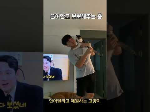 안아달라고 애원하는 고양이