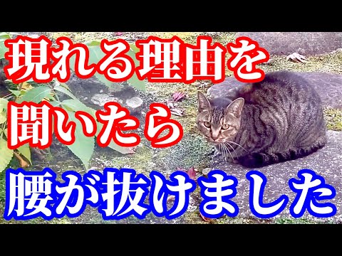 この野良猫が我が家に来るとんでもない理由が判明しました