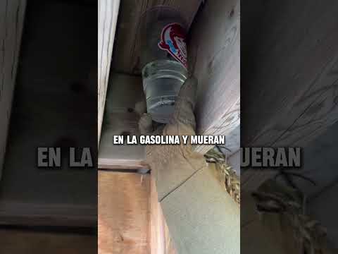Sabias que esto se deshace de las avispas!?