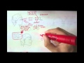 Photoreceptors and Eye Functions