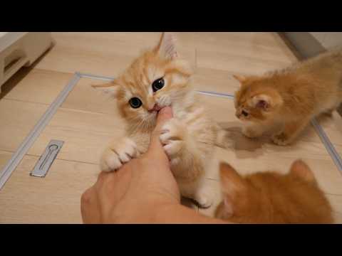 Kitten Pom can play with owner's fingers for the rest of his life.