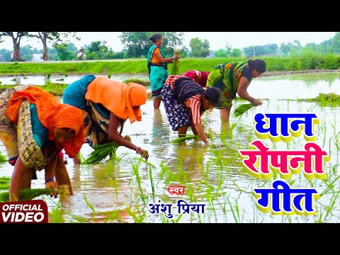धान रोपनी गीत || मोर पिछुअरवा हरदिया हो लाल रने बने || Anshu Priya Paramparik Dhan Ropni Geet