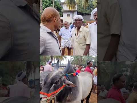 ചട്ടിപ്പറമ്പ് ചന്തയിൽ പാറുന്ന കാള? #shorts #cow #buffalo #goat #chantha #malappuram