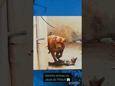 Gatinho entrou na jaula do Pitbull 😱 #dog #cachorro #caramelo #pitbull
