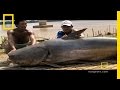 Stingray Conservation and Research Insights