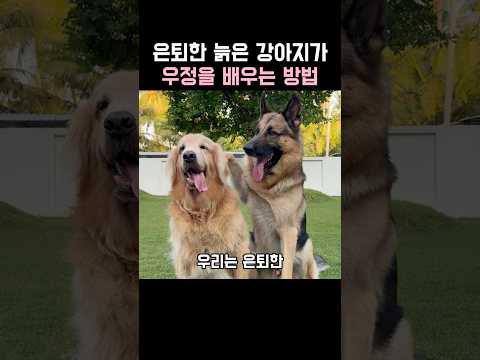 은퇴한 늙은 강아지가 우정을 배우는 방법