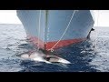Whaling and Marine Conservation Issues
