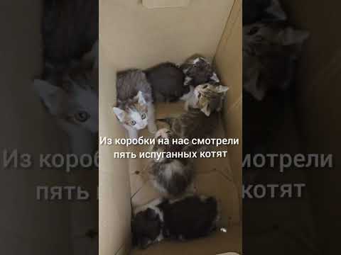 Котики из Коробки. Кошки Задонского монастыря.