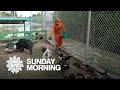 Animal Farm Program Insights