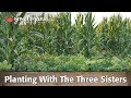 Three Sisters Planting Technique