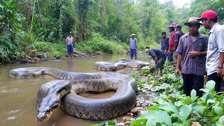 The Giant River Serpent: A Once-in-a-Lifetime Encounter 