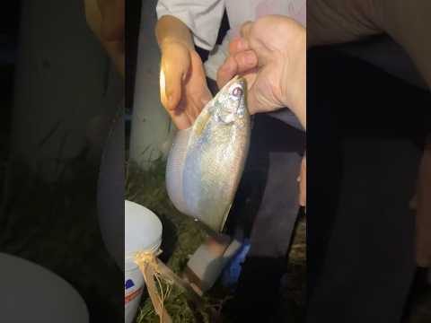 câu cá đột biến hoá chất khu công nghiệp #shots #fishing #cauca