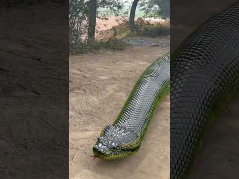Anaconda Snake P3 #shorts #snake #python #snakes #nagin #anaconda #bigsnake #anacondasnake