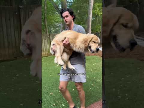 night in the life with a puppy!