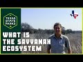Savanna Ecosystem Restoration and Importance