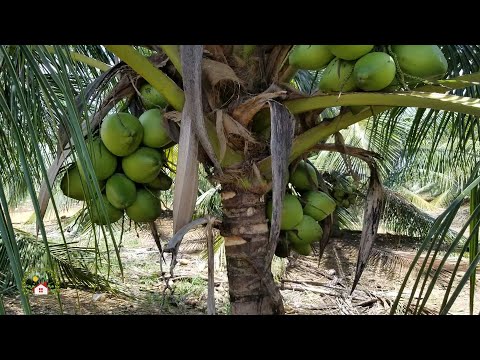 COMO sembrar COCO MUY FACIL y que sean enanos EN CASA.