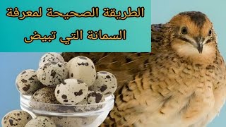 📌 كيف تعرف أن أنثى السمان تبيض؟ وطريقة تسمين الفراخ بسرعة!