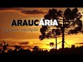 Gralha Azul and Araucária Trees