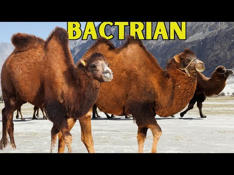 Bactrian Camel: The Two-Humped Deserts Camel