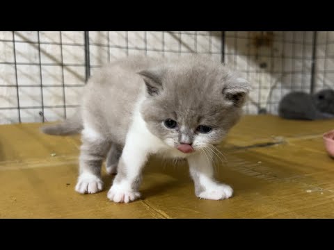 The adorable round faces of 5 kittens.