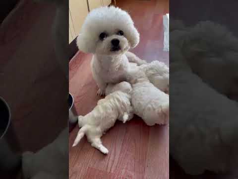 Baby dogs are drinking milk #shortvideo #shorts #puppydog #puppy #trending #cutedog #bichonfrise