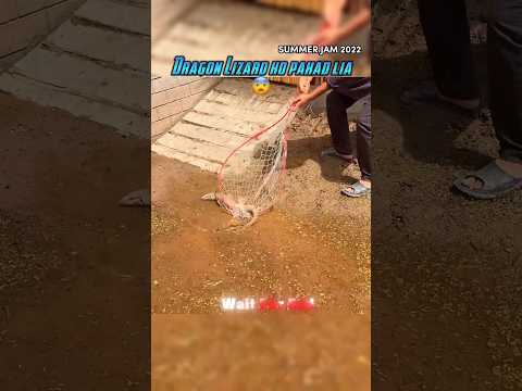 Dragon Lizard ko pakad lia 😨 #shehrmaindihat #lizard #emotional #shorts #dragon #monitorlizard#viral