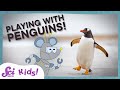 Penguin Adaptations and Characteristics