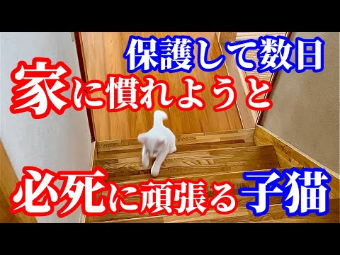 【保護子猫】まだ2階に上がった事の無い子猫の頑張る姿に涙が止まりません