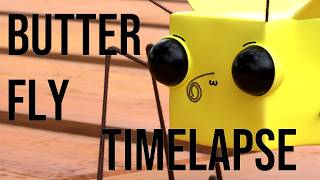 Butter🧈Fly🦋 (Blender Timelapse)