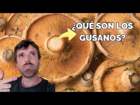 Mirad QUÉ SON LOS GUSANOS DE LOS NÍSCALOS o Rovellones