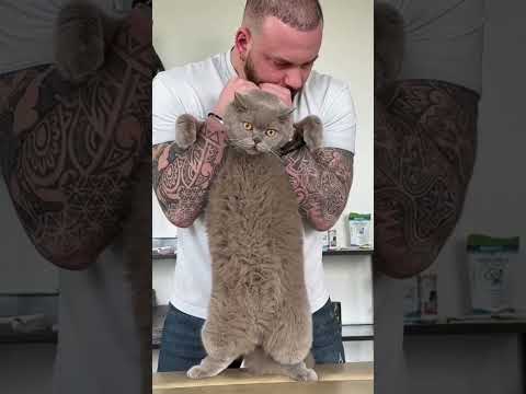 CAT CHIROPRACTIC 🤯 (Compilation) via Bones Hands Animals #chiropractic #chiropractor #satisfying