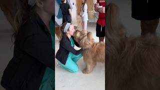 Throwing my dog a surprise party! #therapydog #goldendoodle #childrenshospital #spreadlove