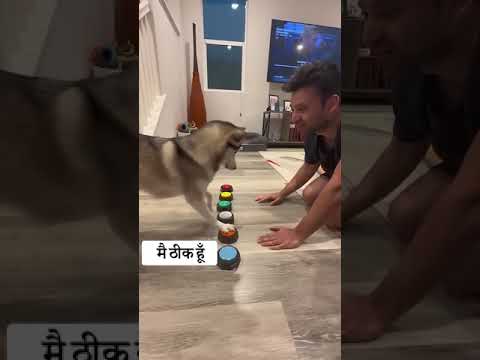 सैफी और डैडी, बटन के साथ संवाद करते हुए | Sapphie and daddy communicate with buttons #shorts #short