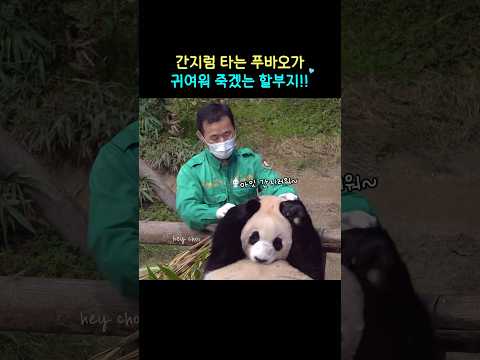 간지럽다고 귀 가리는 푸바오가 귀여워 죽겠는 강할부지💚ㅣ#Shorts#FuBao#푸바오#할부지