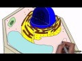Plant Cell Organelles and Functions