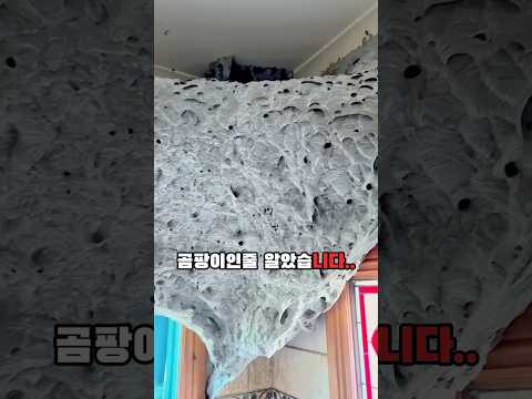 이걸 건드린 뒤… 화장실 천장이 변했습니다🐝