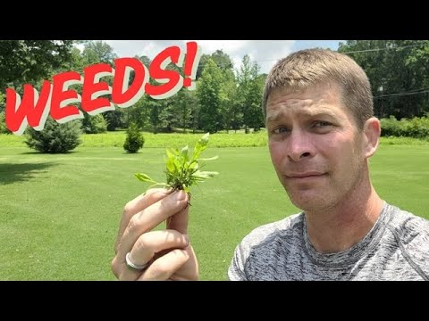 7 Reasons You STILL Have Weeds in Your Lawn (And How to Fix Them!)