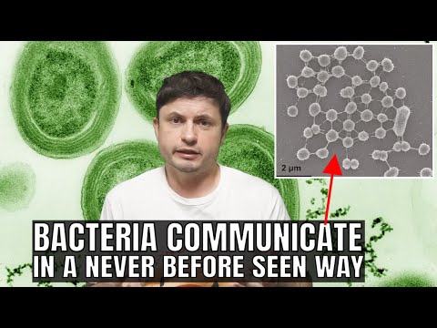 Bacteria Build Strange Bridges to Communicate and We've Never Seen It Before