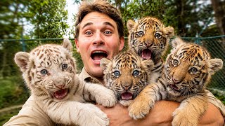 I FOUND a Family Of BABY TIGERS!
