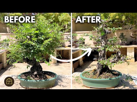 From Overgrown to Stunning: Chinese Elm Spring Pruning Makeover