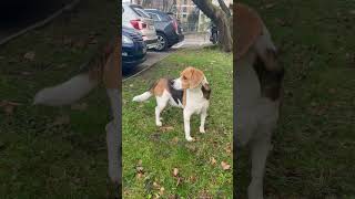 Eu quero brincar#bitcoin#criptomoedas#bolsadevalores#boraganhardividendos#beagle #investindocompouco