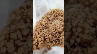 The Golden Enoki Mushroom! | GroCycle #shorts