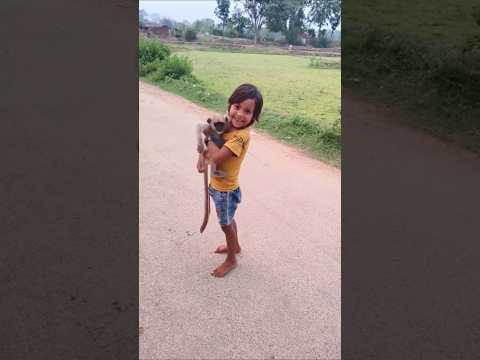 kitna pyara hai monkey #shorts #monkey #trending