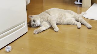 またたびボールで一人優雅に酔っぱらう猫