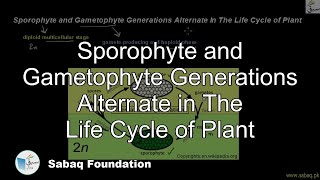 Sporophyte and Gametophyte Generations Alternate in The Life Cycle of Plant