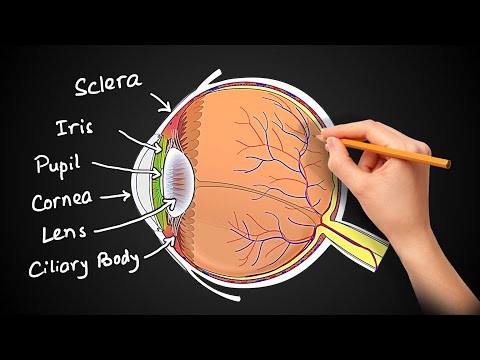 Structure and Function of EYES  (in Hindi)