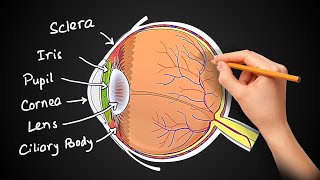 Structure and Function of EYES  (in Hindi)